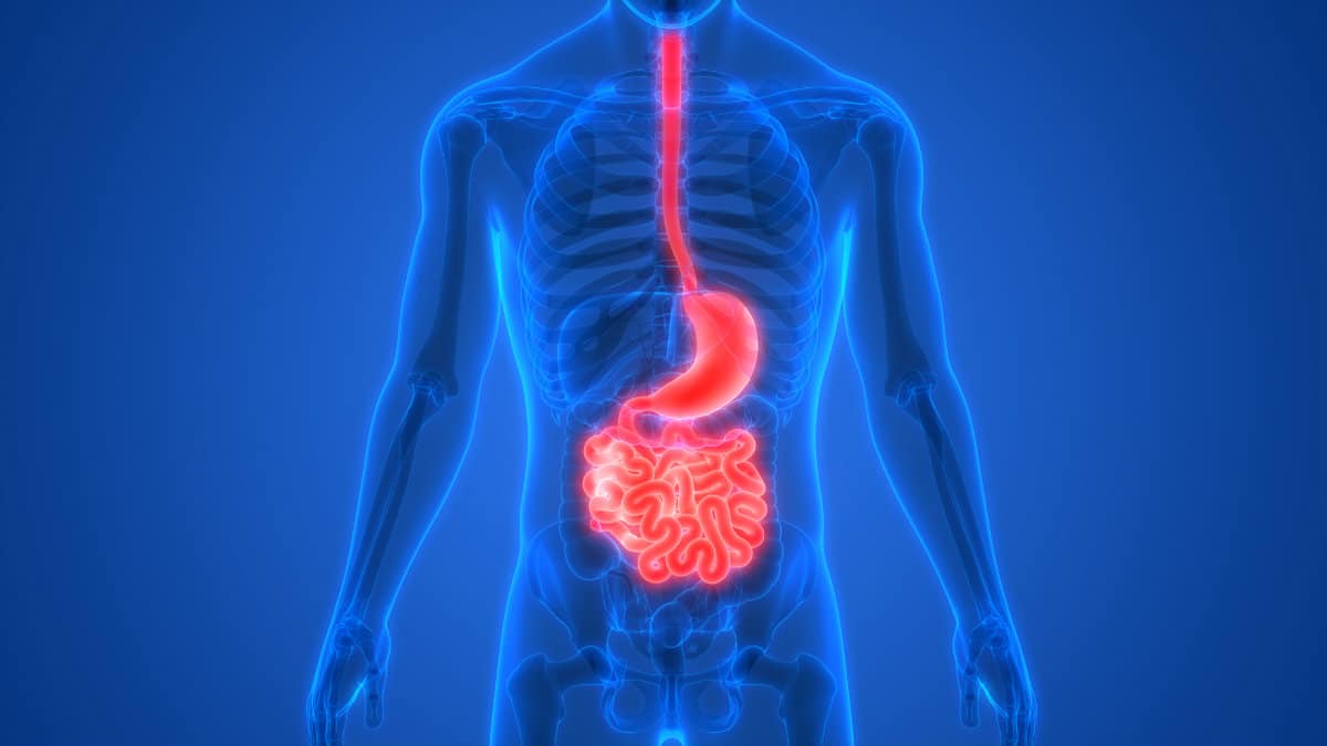 Anatomy Of Human Digestive System