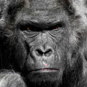 angry gorilla at a zoo
