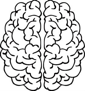 both hemispheres of the brain