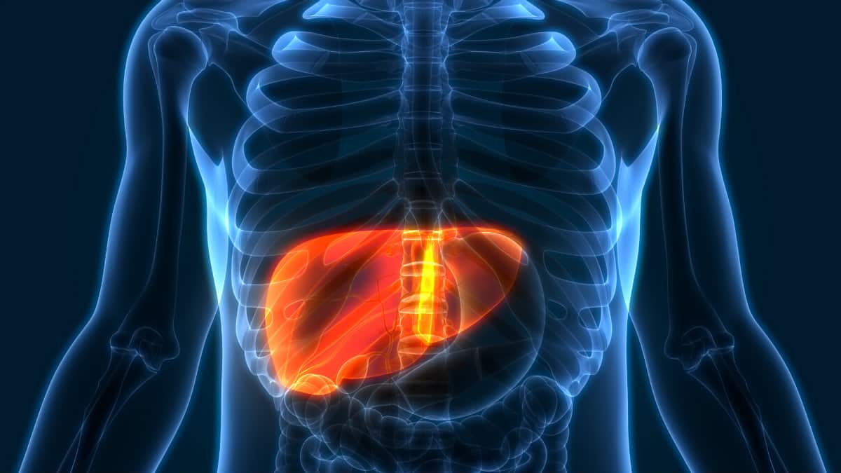 Liver In Human Body