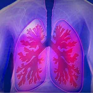 lungs in the human body