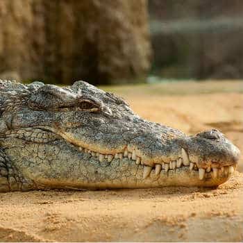 nile crocodile in an enclosure