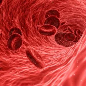 red blood cells in a vein