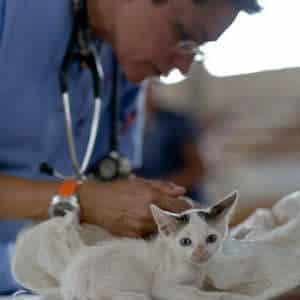 vet examining kittens